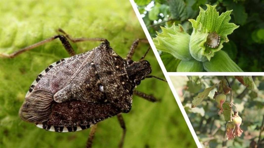 Samsun, Ordu, Sinop, Trabzon istila altında: Gördüğünüz yerde öldürün! Bu işin şakası yok, seferberlik ilan edilmeli! 37